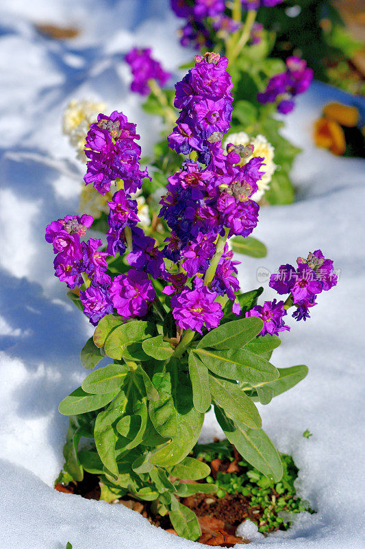 冬天的花与雪:砧木花/ Matthiola incana